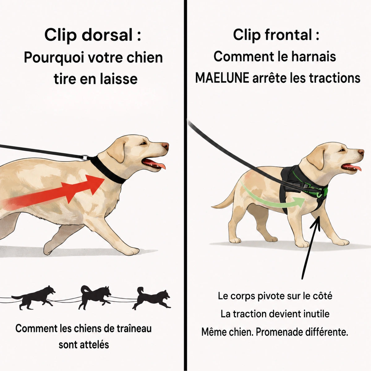 Harnais anti-traction pour chien MAELUNE