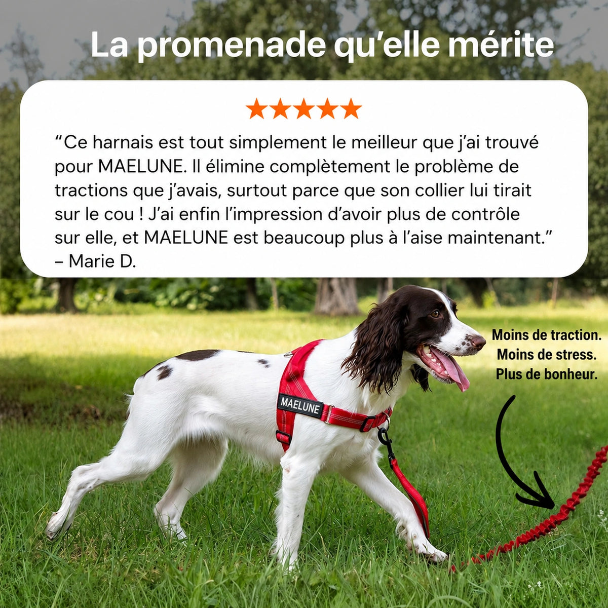 Harnais anti-traction pour chien MAELUNE