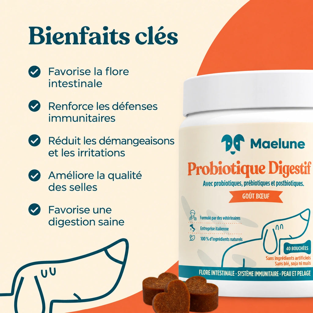 Probiotique digestif