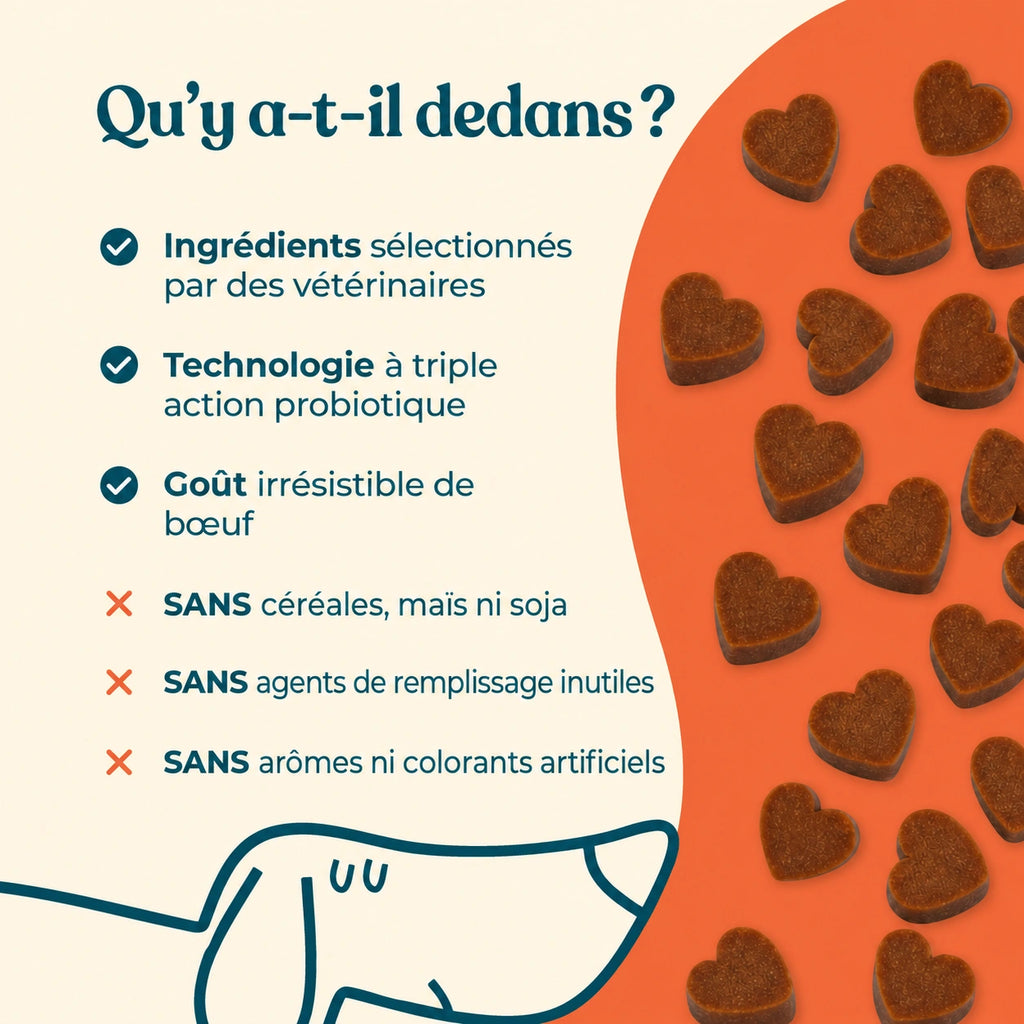 Probiotique digestif