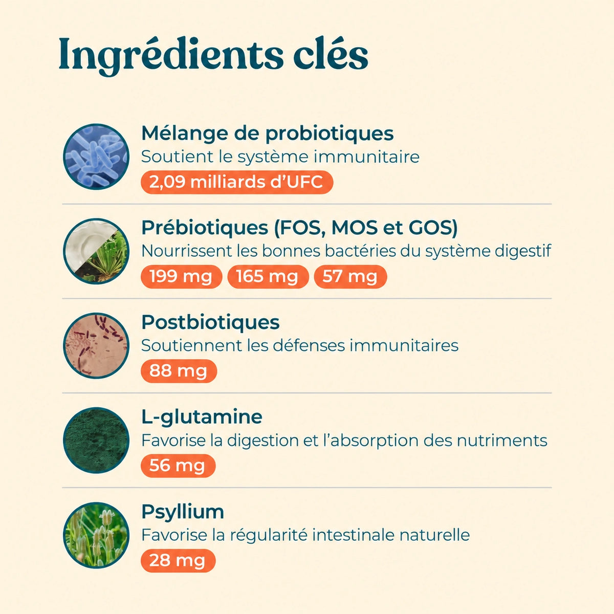 Probiotique digestif