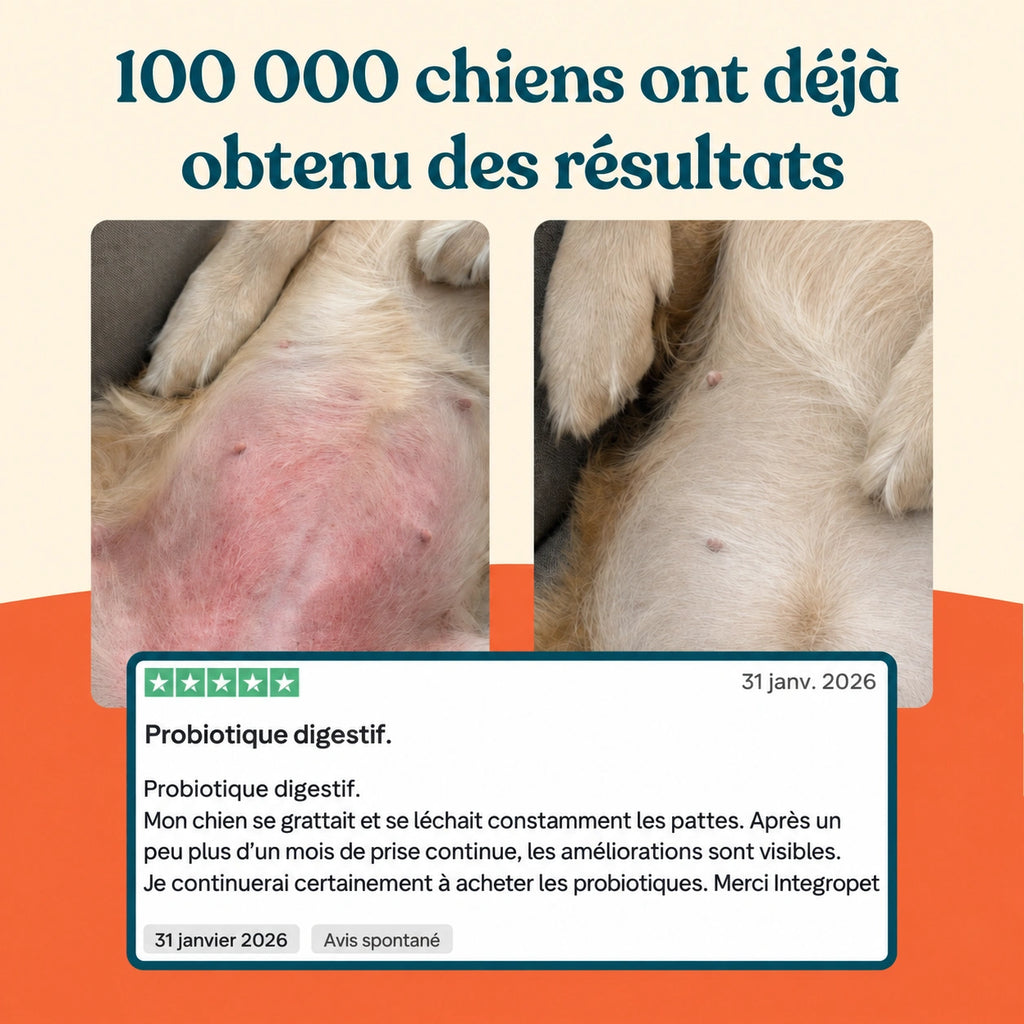 Probiotique digestif